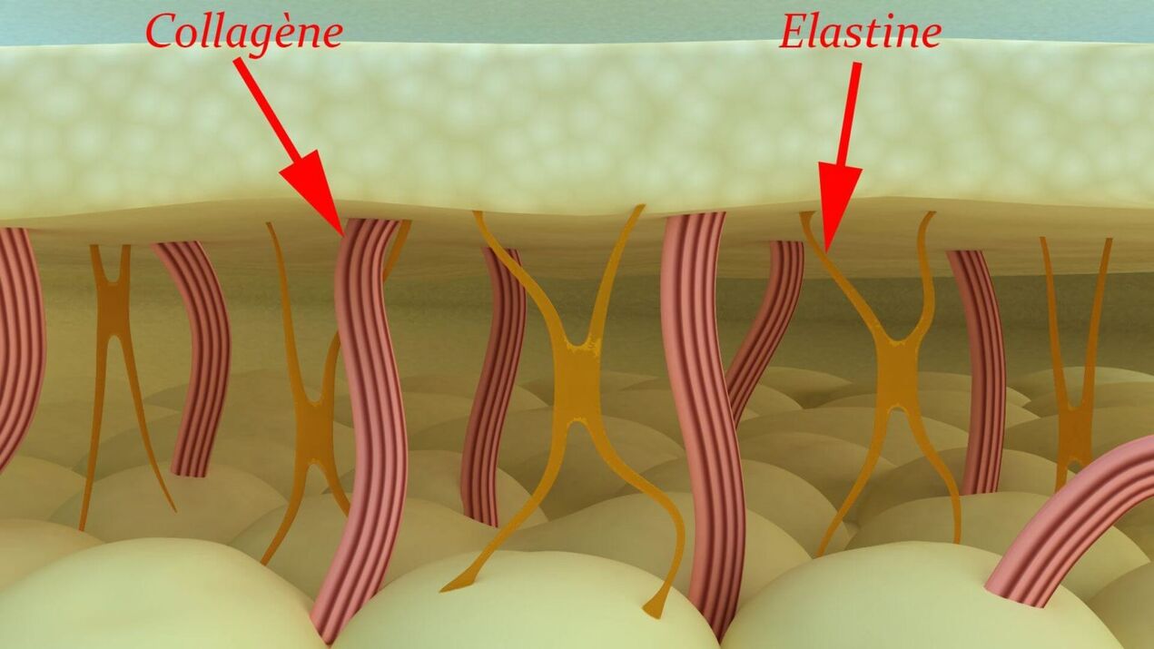 Kollagen og elastin - strukturelle proteiner i huden